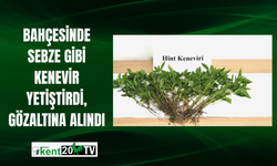 Bahçesinde Sebze Gibi Kenevir Yetiştirdi, Gözaltına Alındı