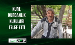 Kurt, kurbanlık kuzuları telef etti