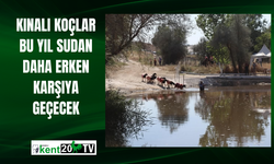 Kınalı koçlar bu yıl sudan daha erken karşıya geçecek