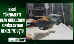 Nesli tükenmekte olan gökkuzgun Sırbistan’dan Denizli’ye uçtu