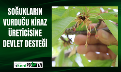 Soğukların vurduğu kiraz üreticisine devlet desteği