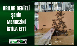 Arılar Denizli şehir merkezini istila etti