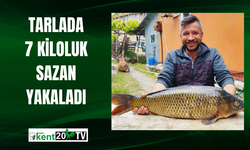 Tarlada 7 kiloluk sazan yakaladı