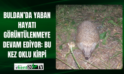 Buldan’da Yaban Hayatı Görüntülenmeye Devam Ediyor: Bu Kez Oklu Kirpi