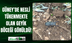 Güney’de Nesli Tükenmekte Olan Geyik Böceği Görüldü!