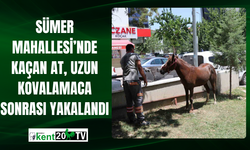 Sümer Mahallesi’nde Kaçan At, Uzun Kovalamaca Sonrası Yakalandı