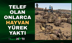 TELEF OLAN ONLARCA HAYVAN YÜREK YAKTI