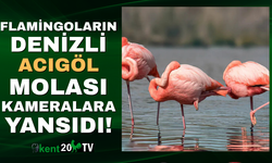 Flamingoların Denizli Acıgöl Molası!