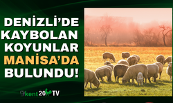 Denizli'den kaybolan koyunlar Manisa'dan bulundu!