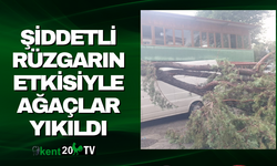 ŞİDDETLİ RÜZGARIN ETKİSİYLE AĞAÇLAR YIKILDI