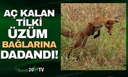 Aç kalan tilki bağlara dadandı!