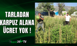 Tarladan karpuz alana ücret yok
