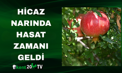 Hicaz Narında Hasat Zamanı Geldi