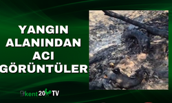Yangın Alanından Acı Görüntüler