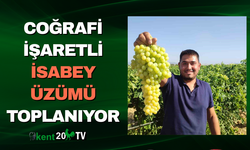 Coğrafi İşaretli İsabey Üzümü Toplanıyor