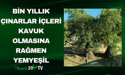 Bin Yıllık Çınarlar İçleri Kavuk Olmasına Rağmen Yemyeşil