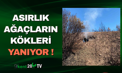 Asırlık Ağaçların Kökleri Yanıyor