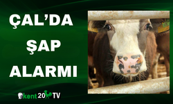 Çal’da Şap Alarmı