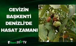 Cevizin Başkenti Denizli’de Hasat Zamanı