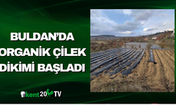 Buldan’da Organik Çilek Dikimi Başladı