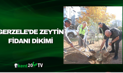 Gerzele’de Zeytin Fidanı Dikimi