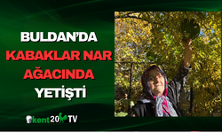 Buldan’da Kabaklar Nar Ağacında Yetişti
