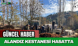 Alandız Kestanesi Hasatta