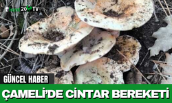 Çameli’de Cintar Bereketi