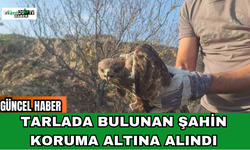 Tarlada Bulunan Şahin Koruma Altına Alındı