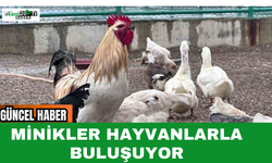 Minikler Hayvanlarla Buluşuyor