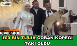 100 Bin TL’lik Çoban Köpeği Takı Oldu