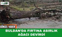Buldan’da Fırtına Asırlık Ağacı Devirdi
