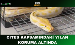 CITES Kapsamındaki Yılan Koruma Altında