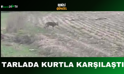 Tarlada Kurtla Karşılaştı