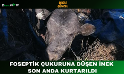 Foseptik Çukuruna Düşen İnek Son Anda Kurtarıldı