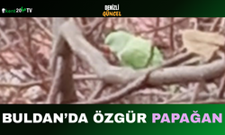 Buldan’da Özgür Papağan