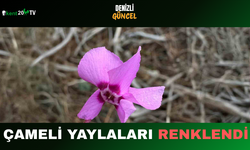 Çameli Yaylaları Renklendi