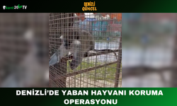 Denizli’de Yaban Hayvanı Koruma Operasyonu