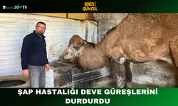 Şap Hastalığı Deve Güreşlerini Durdurdu