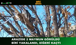 Arazide 2 Maymun Görüldü Biri Yakalandı, Diğeri Kaçtı