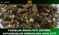 Yağışlar Rekolteyi Artırdı, Vatandaşlar Ormanlara Akın Etti
