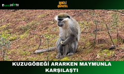 Kuzugöbeği Ararken Maymunla Karşılaştı