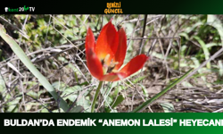 Buldan’da Endemik “Anemon Lalesi” Heyecanı