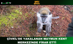 Çivril’de Yakalanan Maymun Kent Merkezinde Firar Etti