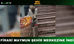 Firari Maymun Şehir Merkezine İndi