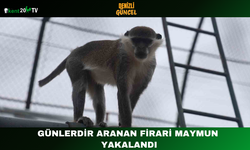 Günlerdir Aranan Firari Maymun Yakalandı
