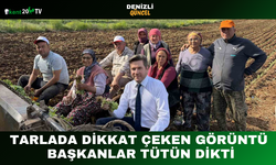 Tarlada Dikkat Çeken Görüntü Başkanlar Tütün Dikti