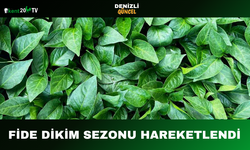 Fide Dikim Sezonu Hareketlendi