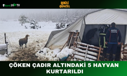 Çöken Çadır Altındaki 5 Hayvan Kurtarıldı
