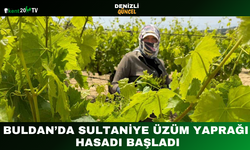 Buldan’da Sultaniye Üzüm Yaprağı Hasadı Başladı